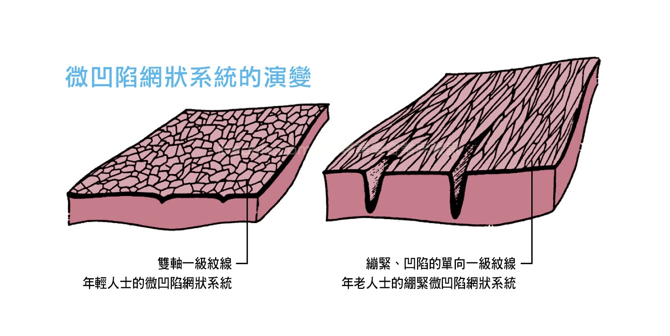 眼周皱纹生理学